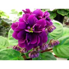 Фиалка Ален-Гордый Великан (А.Вольская)